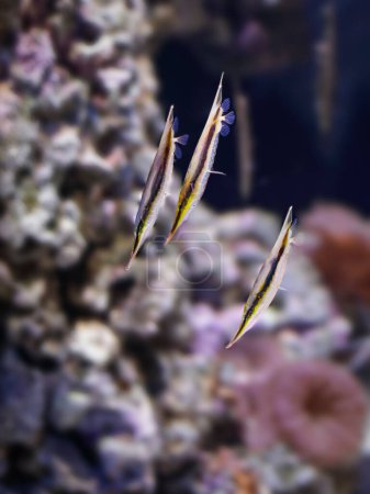 Crevettes aka couteaux, aeolicus strigatus, un intéressant poisson tropical d'eau salée.