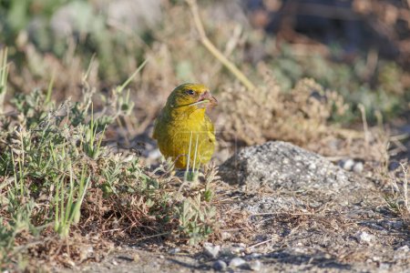 Common european greenfinch in a northern portuguese coast meadow