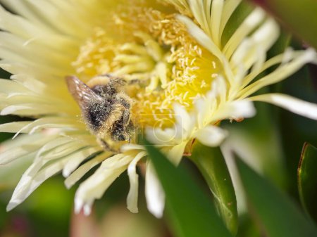Europäische Biene auf einer gelben Strandblume, die mit Pollen bedeckt ist