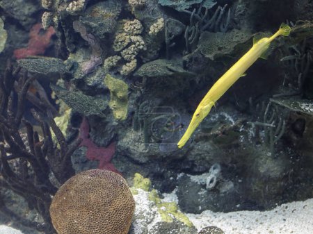 Photo for Beautiful tropical yellow trumpet fish - Royalty Free Image