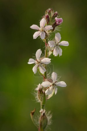 Wilde behaarte weiße Blüten von einer nördlichen portugiesischen Wiese