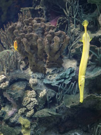 Beautiful tropical yellow trumpet fish