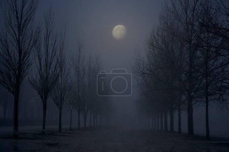 Foggy park at dusk seeing rising moon