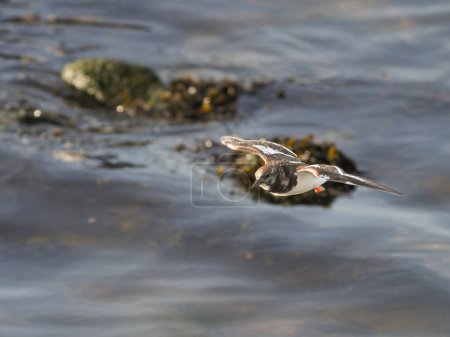 Turnstone in flight. Douro river bank, north of Portugal.