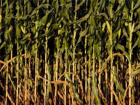Primer plano del campo de maíz al atardecer