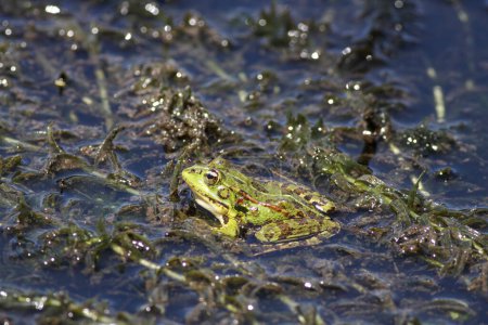 European common green frog. Lima river border, north of Portugal.