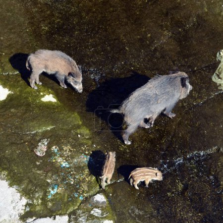 Wildschweine im Wildbach Bisagno Genua Italien