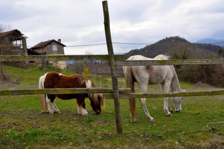 Photo for Free horses at millesimo Savona Italy - Royalty Free Image