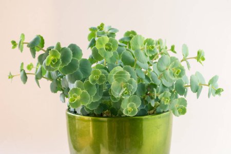 Téléchargez les photos : Green panachured decorative succulent in flower pot, white background, isolated - en image libre de droit