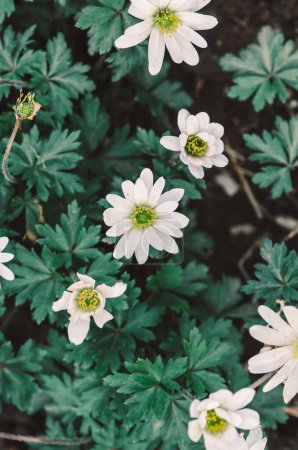 Photo for Anemone blanda white Shades, beautiful decorative tiny spring forest flower - Royalty Free Image