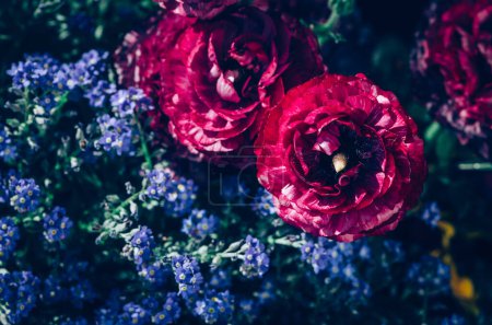 Téléchargez les photos : Bleu oublier moi pas fleurs et ranunculus fleurs rouges compositing - en image libre de droit