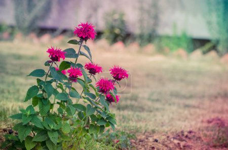 Téléchargez les photos : Fleurs de monarda rose vif dans le jardin - en image libre de droit