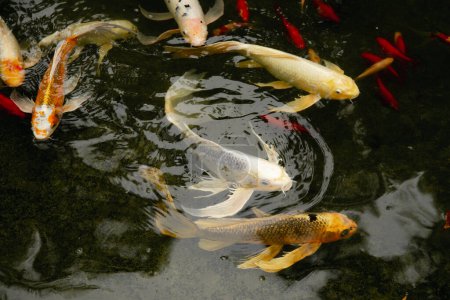 Téléchargez les photos : Perdre l'étang de poissons koï par une journée nuageuse. - en image libre de droit