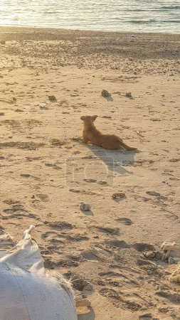 Téléchargez les photos : Un chien satisfait se prélassant paisiblement sur la plage de sable, se prélassant dans la chaleur du soleil et le son apaisant des vagues - en image libre de droit