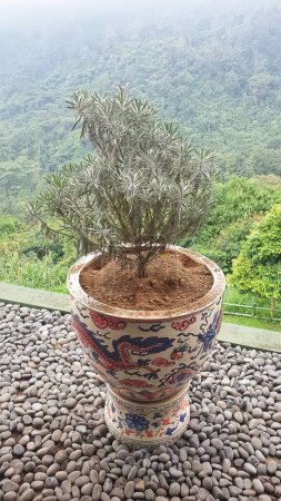 Una maceta de cerámica bellamente decorada con un pequeño árbol, situado en un paisaje de montaña telón de fondo. Ideal para temas de jardinería, naturaleza, cerámica y decoración para el hogar