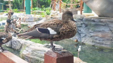 A close-up photograph of a duck perched on a wooden railing by a pond in a zoo. The image captures the detailed plumage and natural habitat, perfect for themes related to wildlife, birds, and animal photography