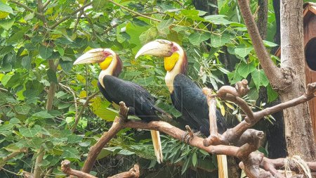 wo colorful hornbills perched on tree branches in a lush green forest. This vibrant wildlife photograph is perfect for themes related to exotic birds, nature, and biodiversity conservation