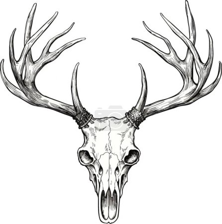 Ilustración de Cráneo de cuernos de ciervo. - Imagen libre de derechos