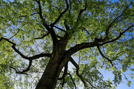Téléchargez les photos : Branches d'arbres avec des feuilles vertes contre le ciel bleu et la lumière du soleil en été contre le ciel bleu - en image libre de droit