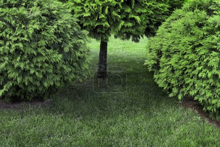 Téléchargez les photos : Buisson décoratif avec des feuilles vertes dans le parc - en image libre de droit
