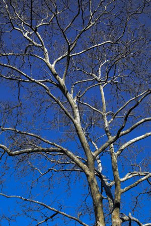 Téléchargez les photos : Image abstraite des cimes d'arbres - en image libre de droit