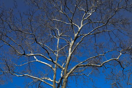 Téléchargez les photos : Image abstraite des cimes d'arbres - en image libre de droit