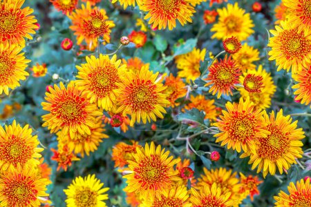 Téléchargez les photos : Fleurs de chrysanthème colorées vives dans le lit de fleurs - en image libre de droit