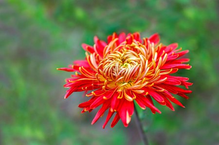 Téléchargez les photos : Fleurs de chrysanthème colorées vives dans le lit de fleurs - en image libre de droit