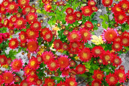 bright colorful chrysanthemum flowers in the flowerbed