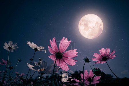 Foto de Escena nocturna romántica - Hermosa flor rosa florecen en el jardín con cielos nocturnos y luna llena. flor del cosmos en la noche - Imagen libre de derechos
