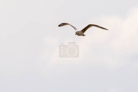 A mediterraneum gull in flight