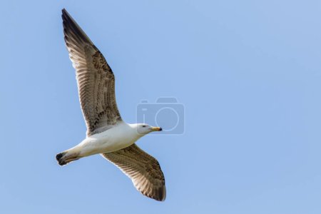 A mediterraneum gull in flight