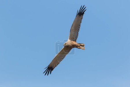 Téléchargez les photos : Un Busard des marais (Circus aeriginosus) en vol - en image libre de droit
