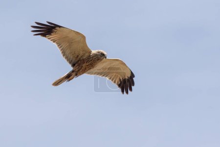 Téléchargez les photos : Un Busard des marais (Circus aeriginosus) en vol - en image libre de droit