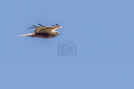 A marsh harrier (Circus aeriginosus) in flight