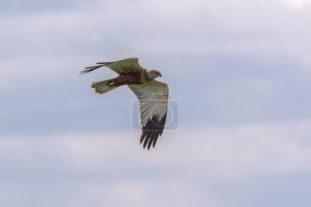 A marsh harrier (Circus aeriginosus) in flight