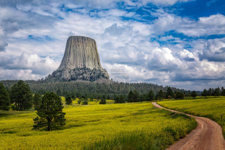 Téléchargez les photos : Après-midi ensoleillé d'été au Monument National de la Tour du Diable dans l'État du Wyoming aux États-Unis, entouré de fleurs sauvages jaunes de trèfle doux et de nuages spectaculaires dans le ciel après la tempête de pluie - en image libre de droit