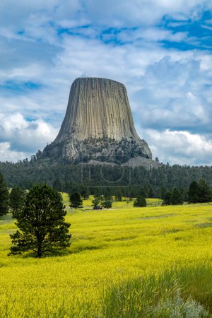 Téléchargez les photos : Après-midi ensoleillé d'été au Monument National de la Tour du Diable dans l'État du Wyoming aux États-Unis, entouré de fleurs sauvages jaunes de trèfle doux et de nuages spectaculaires dans le ciel après la tempête de pluie, orientation verticale - en image libre de droit