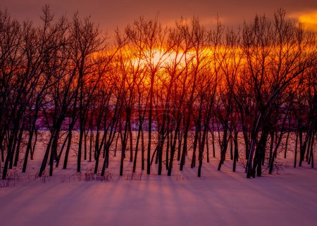 Farbenfroher dramatischer orangefarbener und gelber Wintersonnenaufgang über gefrorenem, schneebedecktem See mit schneebedeckten Bäumen, die lange Schatten auf frisch gefallenen Schnee werfen