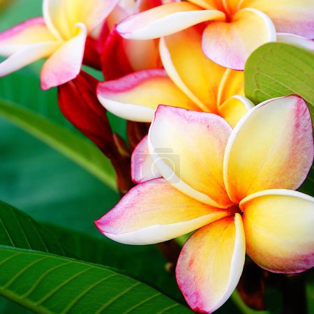 Photo for Beautiful multi color plumeria on tree - Royalty Free Image
