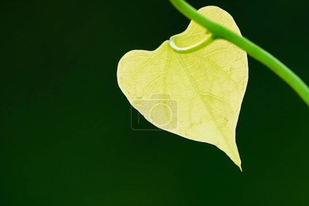Photo for Morning Glories. Lush green heart-shaped leaves. - Royalty Free Image