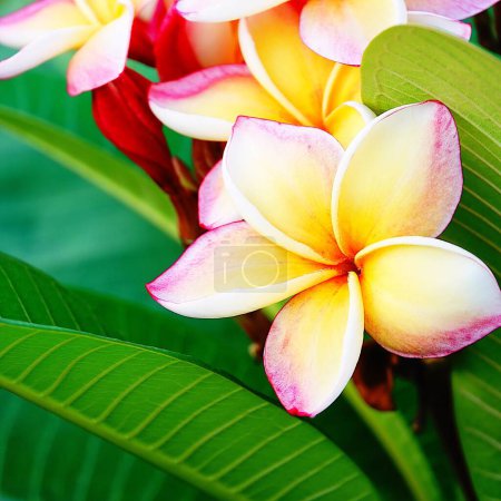 Photo for Beautiful multi color plumeria on tree - Royalty Free Image