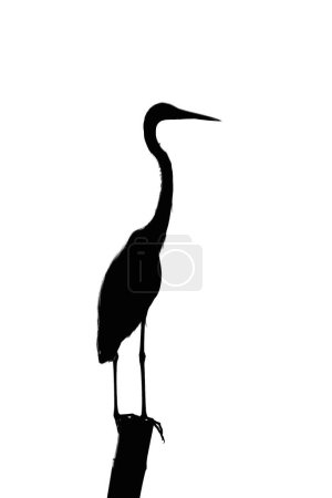 Photo for Silhouette of an egret by the sea Isolate it in the background - Royalty Free Image