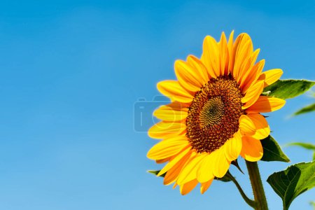 Photo for Sunflowers on blue sky background. Fields with sunflowers in the summer. Agricultural industry, production of sunflower oil. - Royalty Free Image
