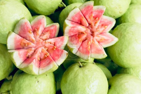 Photo for Guava tree psidium guajava Linn - Royalty Free Image