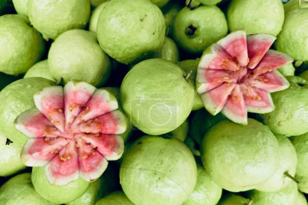 Photo for Guava tree psidium guajava Linn - Royalty Free Image