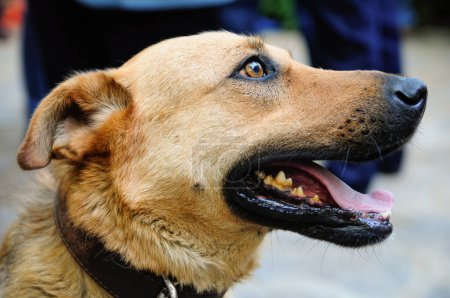 Foto de Close Up Portrait Shot Of A Dog With Collar - Imagen libre de derechos