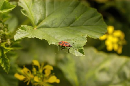 Photo for Firebug (Pyrrhocoris apterus) Standing On A Green Leaf, Background With Depth of Field - Royalty Free Image