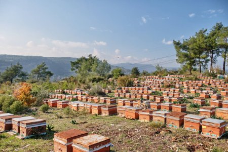Traditional Beehives On A Hill, Mersin, Turkey
