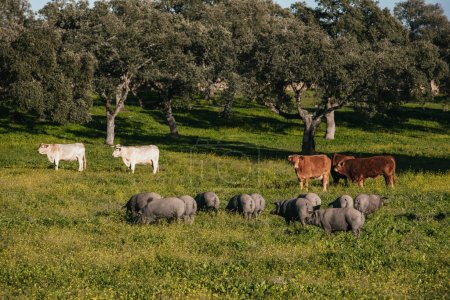 Photo for White and bronw cows pasturing free together with iberian pigs in a green meadow in Spain. - Royalty Free Image